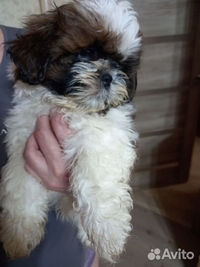 Щенок ши-тцу