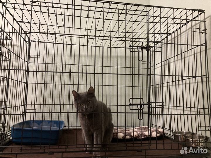 Передержка котов кошек собак зоогостиница зооняня