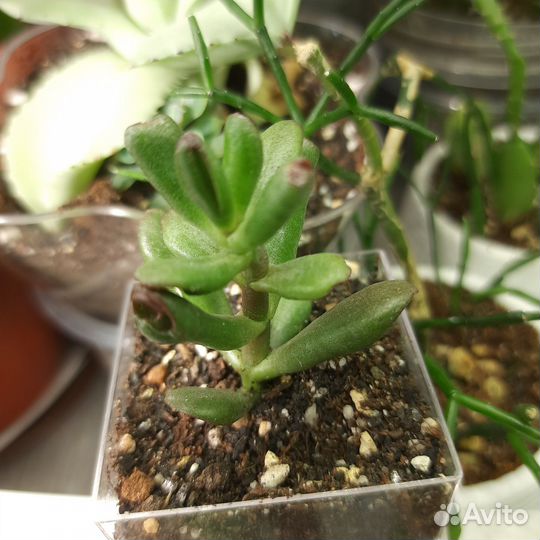 Крассулы сортовые