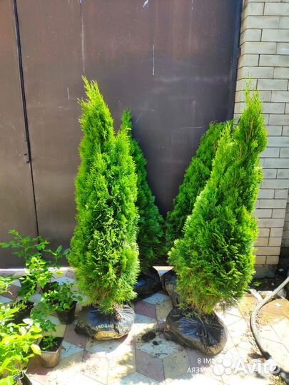 Туя Смарагд