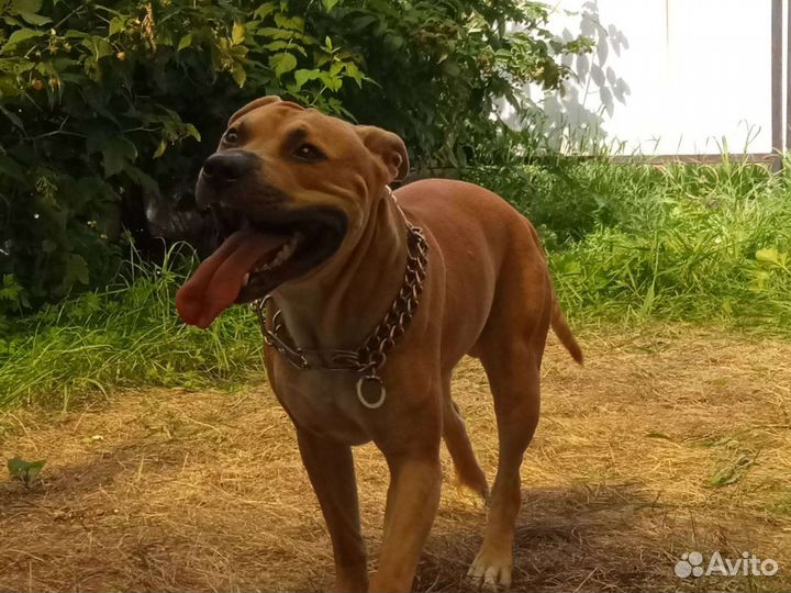 Питбуль (вязка)