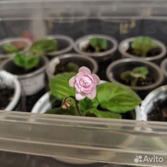 Фиалки сортовые