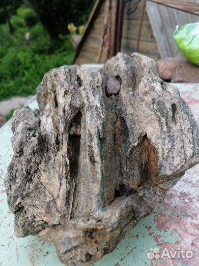 Древняя окаменелость