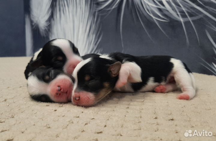 Бивер резерв