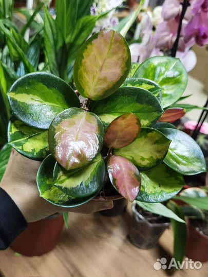 Хойя Аустралис Лиза, Хойя Блонди, Альбомаргината