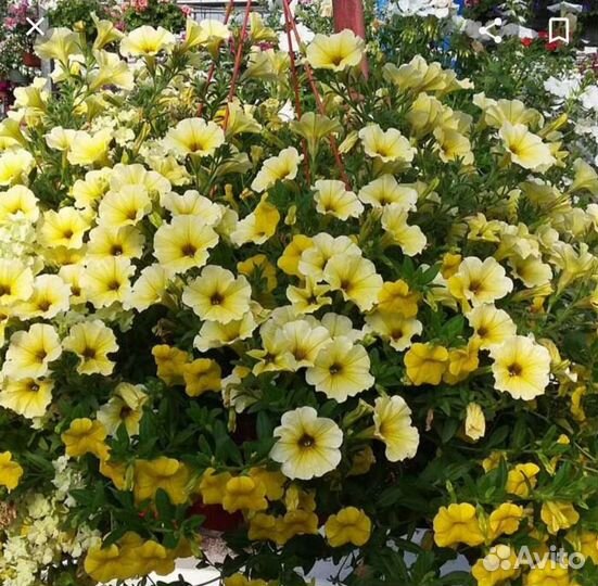 Петуния Изи вэйв ампельная, жёлтая, черенки