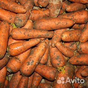 Картофель, морковь