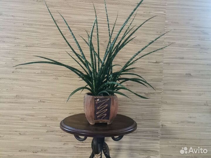 Сансевиерия фернвуд панк
