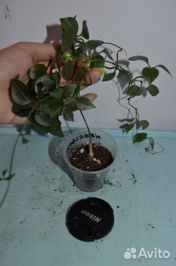 Неоасольмитра. Каудексное растение