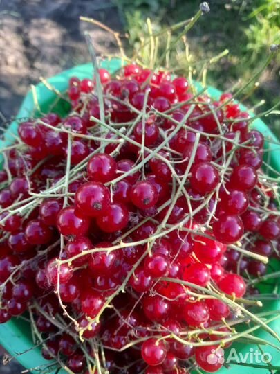 Саженцы розовой и красной смородины