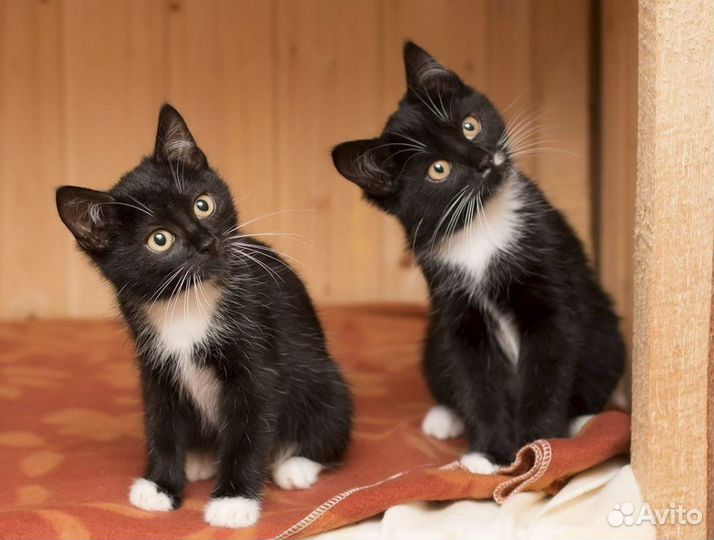 Стерилизованные брат и сестра 10 месв хорошие руки