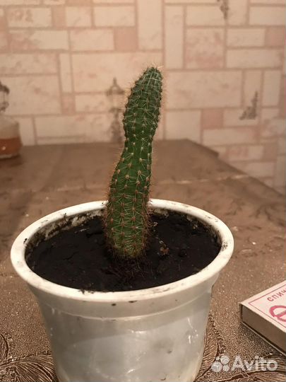 Каланхоэ лечебное