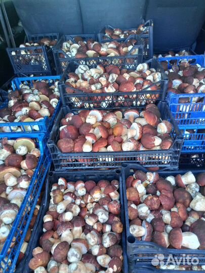 Белые сухие