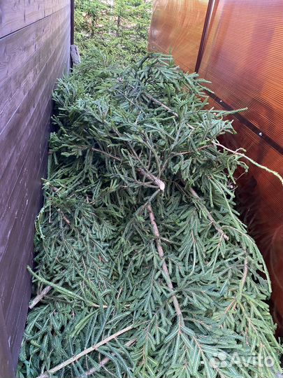 Большое кол-во еловых веток