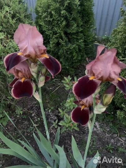 Хоста и ирисы