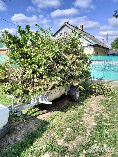 Спил деревьев.вывоз