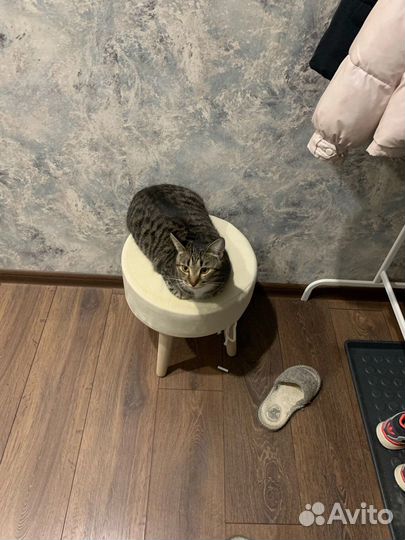 Кошка в дар