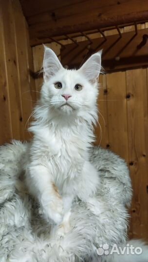 Девочка Мейн Куна Nala