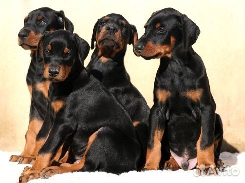 Щенки добермана
