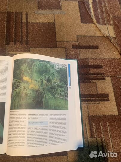 Большая энциклопедия комнатных растений