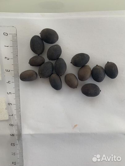 Семена лотоса