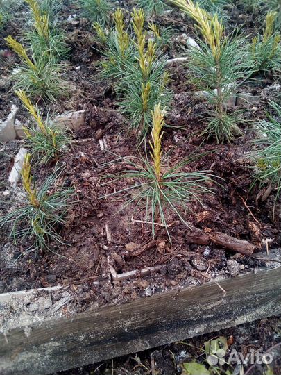 Саженцы кедра зкс