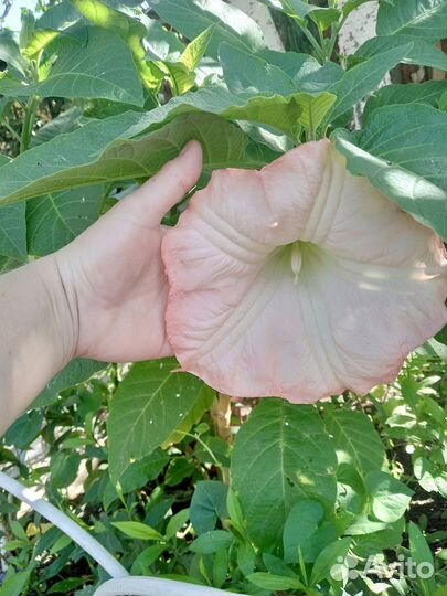 Бругмансия