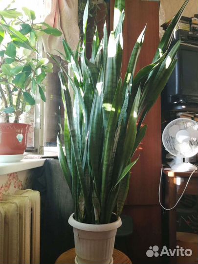Сансевиерия крупная (