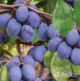 Саженцы сливы