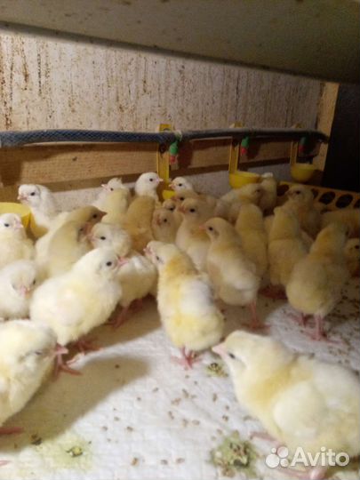 Птенцы легорнов и ломан браун