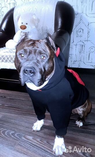 Стаффордширский терьер