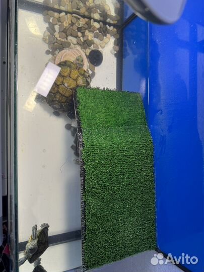 Продам красноухих черепах