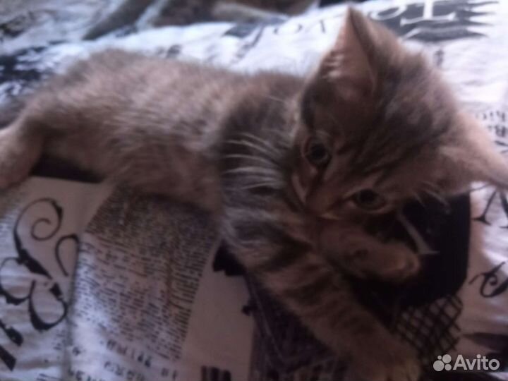Британский котик