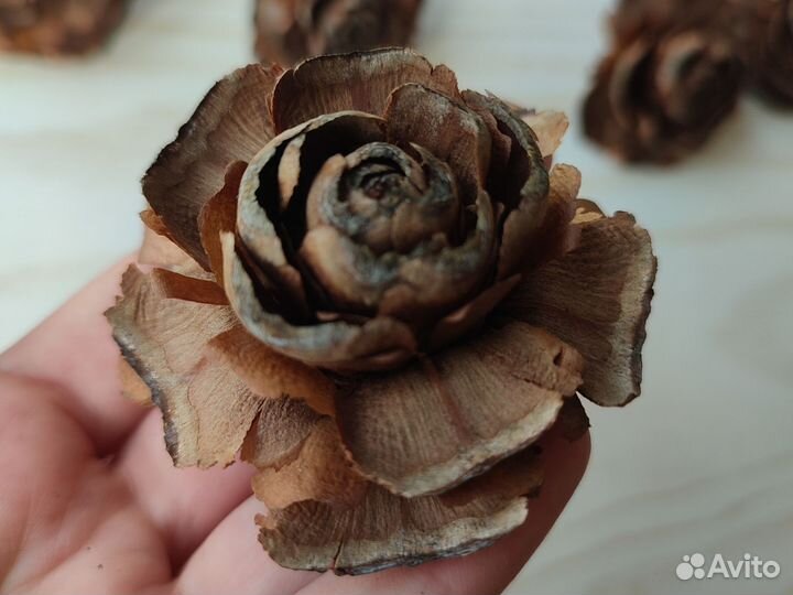 Шишки гималайского кедра