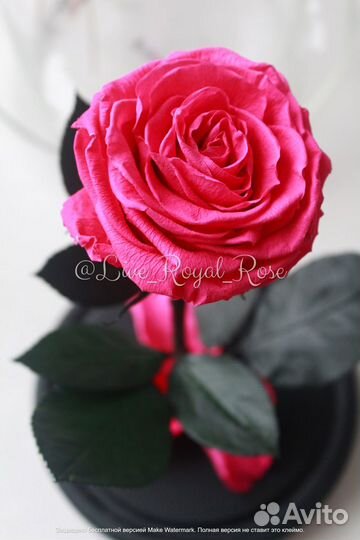 Роза в колбе Самара Хит Сезона