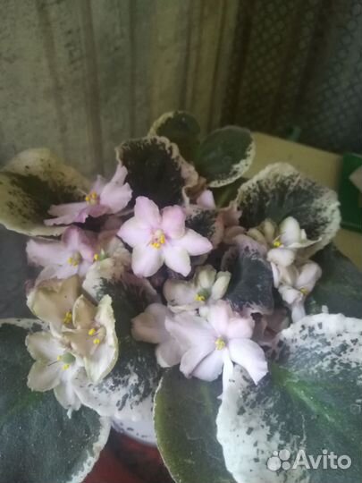 Фиалка лист на срез и цветущие