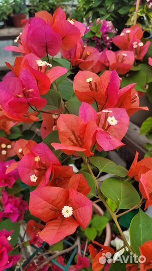 Бугенвиллия