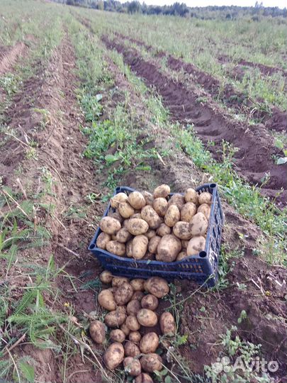 Картофель «Галла»на продажу