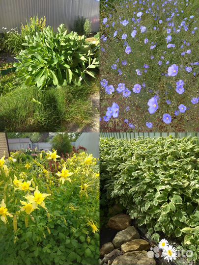 Садовые цветы и растения