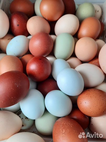 Домашние куриные яйца