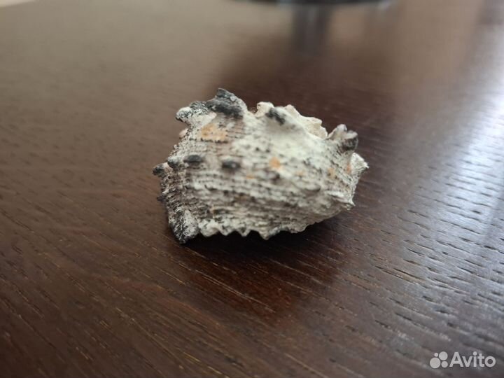 Морские раковины 48мм