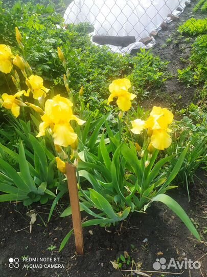 Ирисы сортовые