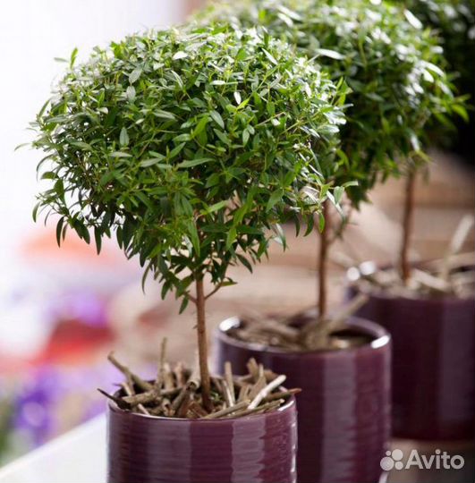 Мирт семена