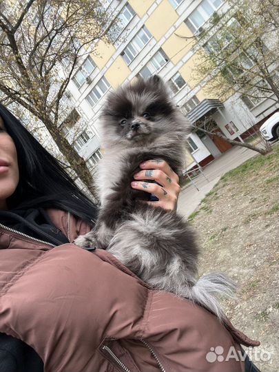 Передержка собак