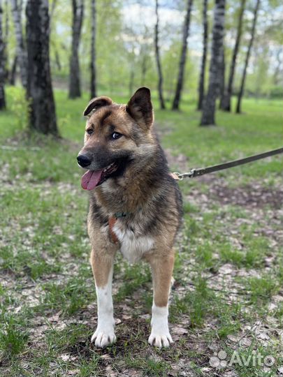 Плюшевый Скуби оказался в приюте