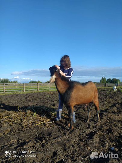 Нубийский козел