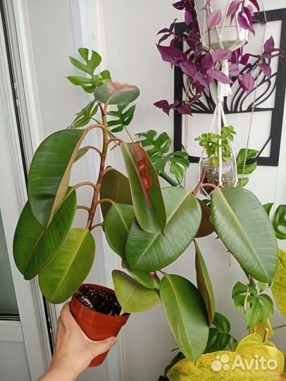 Фикус эластика