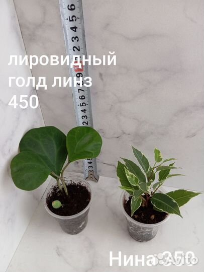 Сансивиерия, филодендрон, фикусы