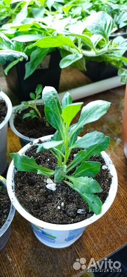 Вегетативный остеоспермум