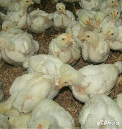 Бройлер 10дн. и старше Центр